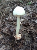 Amanita brunnescens var. pallida image