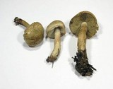 Inocybe bongardii image
