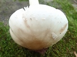 Amanita brunnescens var. pallida image