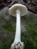 Amanita brunnescens var. pallida image