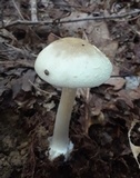 Amanita brunnescens var. pallida image