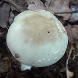 Amanita brunnescens var. pallida image