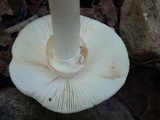 Amanita brunnescens var. pallida image