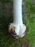 Amanita brunnescens var. pallida image