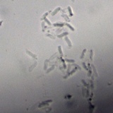 Rhodofomes cajanderi image