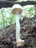 Amanita brunnescens var. pallida image