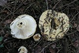 Lactarius intermedius image