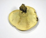 Lactarius intermedius image