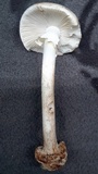 Amanita brunnescens var. pallida image