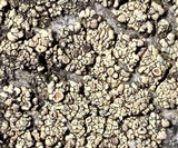 Lecanora opiniconensis image