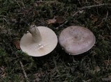 Lactarius luridus image