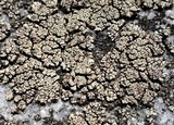 Lecanora opiniconensis image