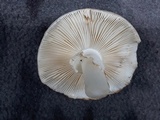 Amanita brunnescens var. pallida image