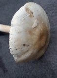 Amanita brunnescens var. pallida image