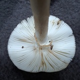 Amanita brunnescens var. pallida image