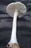 Amanita brunnescens var. pallida image