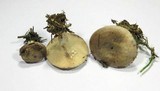 Lactarius luridus image