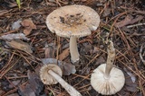 Amanita sect. Vaginatae image