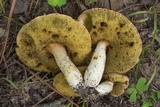 Xanthoconium affine image