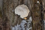 Fuligo cinerea image