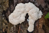 Fuligo cinerea image