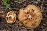 Russula foetida image