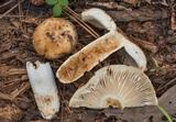 Russula foetida image