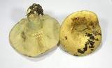 Lactarius zonarius image