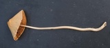 Conocybe apala image