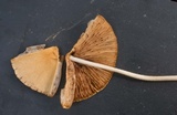 Conocybe apala image