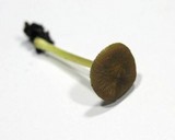 Pluteus romellii image