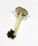 Pluteus romellii image