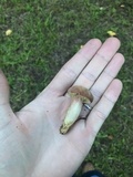 Boletus patrioticus image
