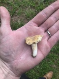 Russula farinipes image