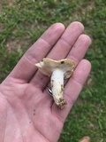 Russula farinipes image