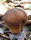 Lycoperdon umbrinum image