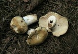 Russula foetens image