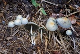 Panaeolus cyanescens image