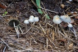 Panaeolus cyanescens image