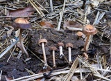 Panaeolus cinctulus image
