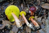 Aureoboletus auriporus image