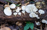 Ripartitella brasiliensis image