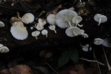 Ripartitella brasiliensis image