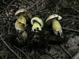 Tricholoma sulphureum image