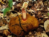 Boletellus pseudochrysenteroides image