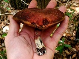 Boletellus pseudochrysenteroides image
