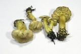 Tricholoma sulphureum image