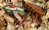 Boletellus pseudochrysenteroides image