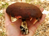 Boletellus pseudochrysenteroides image