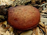 Boletellus pseudochrysenteroides image